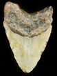 Bargain Megalodon Tooth - North Carolina #45534-2